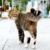 1月17日（火）よりアーツ千代田3331で猫のフェチショットや未公開ショットを集めた「ねこのまるまる展」が開催
